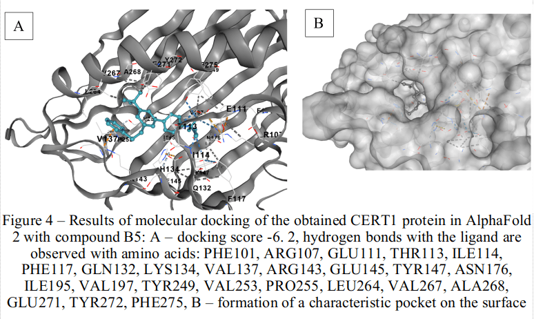 Rational in silico redesign of the CERT1 protein