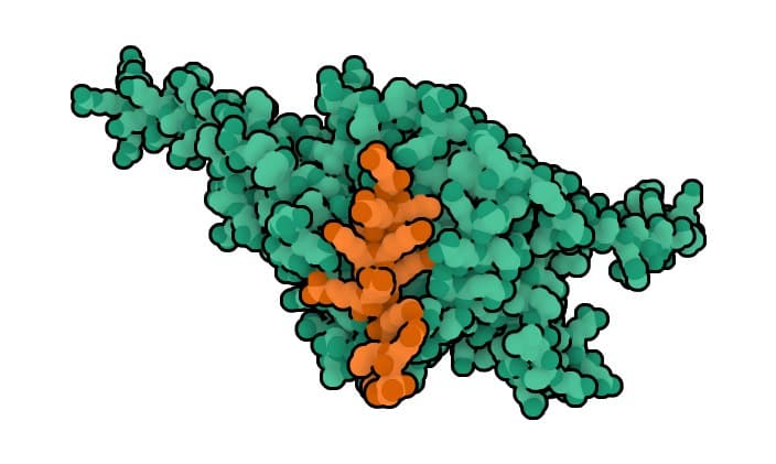 Rational in silico design of a peptide binder that inhibits CERT1